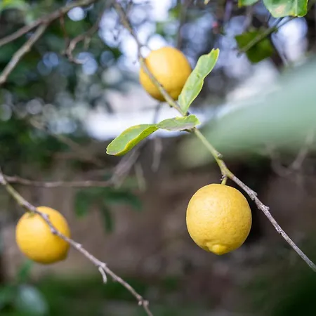 Avernum Relais E Ristorante 波佐利